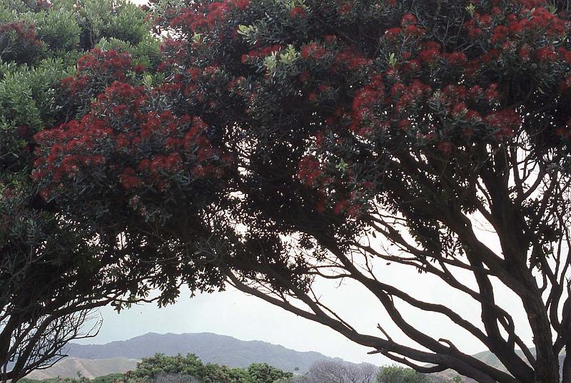 WT 0200 028-25 New Zealand.jpg